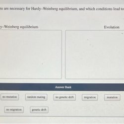 Hardy-weinberg equilibrium and the eastern gray squirrel answer key